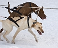 2009-03-14, Competition de traineaux a chiens au Bec-scie (143318)